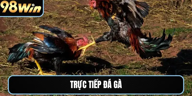 trực tiếp đá gà 98win