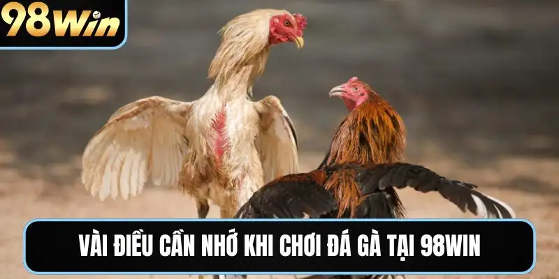 Vài điều cần nhớ khi chơi đá gà tại 98WIN